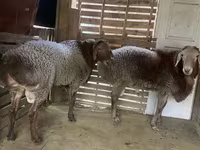 Widder, Hissar sheep — Foto 1
