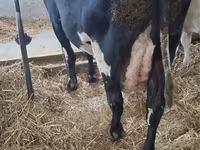 母牛, Russian Black pied cattle — 照片 2