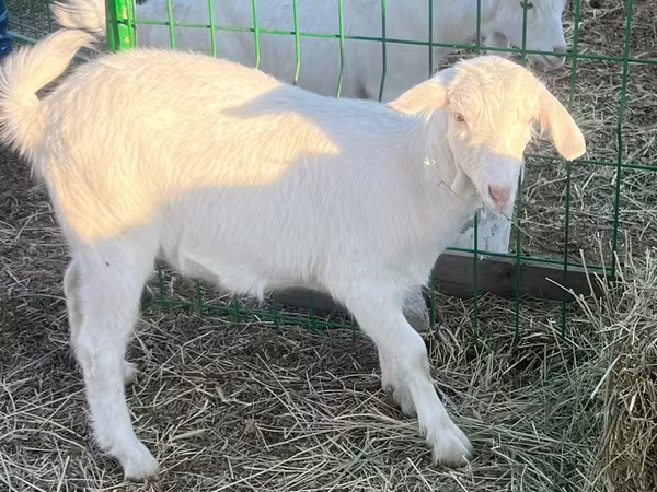 Ешкі, Saanen goat