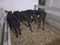 Kuh, Holstein-Rasse — Foto 1