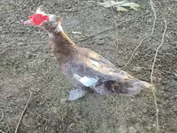 Domestic Muscovy — 1-rasm
