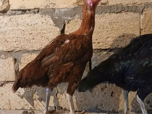 Chickens