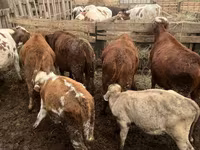 Toro, Simmental cattle — foto 1