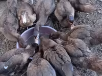 Ducks — Foto 6