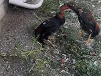 Chickens — foto 2
