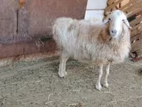 Qoʻchqor, Kazakh fat-tailed coarsewool sheep — 3-rasm