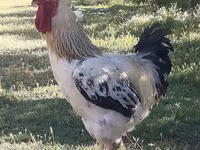 Chickens — Foto 1