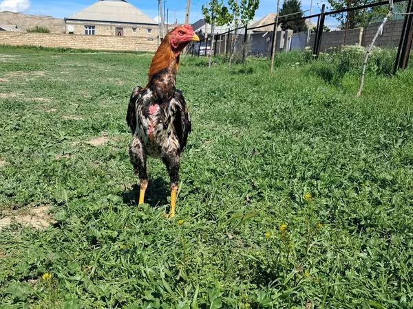 Chickens