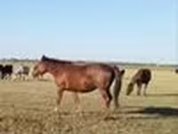 Stute, Kazakh horse — Foto 2