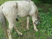 Caballo, Caballos — foto 2