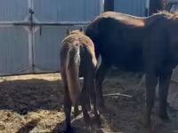 母马, Horses — 照片 3