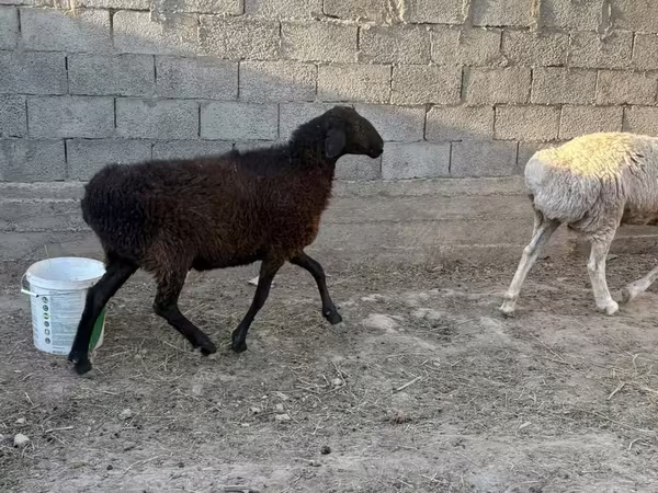 Qoyunlar (partiya, cinsi göstərilməyib), Qoyunlar — Qazaxıstan