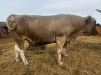 Toro, Simmental cattle — foto 3