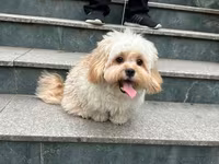 Maltipu – 2 yaş, peyvəndləri olunub. - Cins: Maltipoo (Maltese x — foto 2