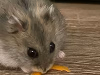 Cırtdan hamster və tam dəst qəfəs Məhsul təsviri: - Növ: cırtdan — фото 1