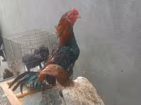 Chickens — الصورة 2