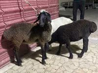 Qoyunlar (partiya, cinsi göstərilməyib), Qoyunlar — foto 5