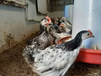 Chickens — الصورة 5