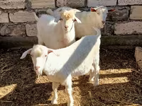 公山羊, Goats — 照片 6