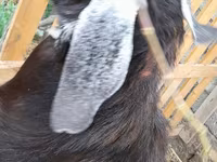 公山羊, Goats — 照片 3