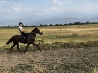 Aygʻir, French Trotter — 3-rasm