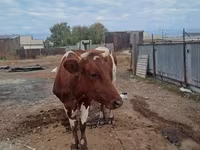母牛, Simmental cattle — 照片 2