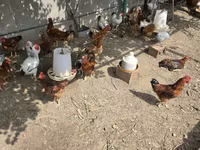 Chickens — 2-сурет