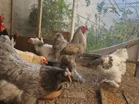 Brahma — Foto 5