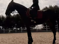 Stute, Friesian sport horse — Foto 4