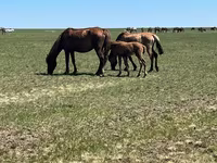 Stute, Horse breed — Foto 3