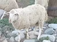 Schaf, Schafe — Foto 1