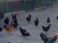 Australorp — Foto 3