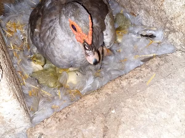 Ducks