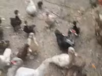 Ducks — الصورة 3