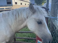 Aygʻir, Palomino — 5-rasm