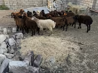 Qoç, Qoyunlar — foto 5