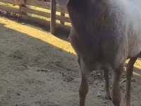 मेढ़ा, Arashan sheep — फ़ोटो 3