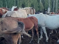 Madyan, Horse breed — foto 1