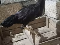 Chickens — Foto 2