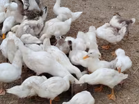 Nemis Pekin — 4-rasm