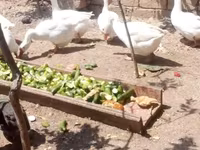 Geese — Foto 7