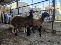Schaf, Blackheaded Persian sheep — Foto 1