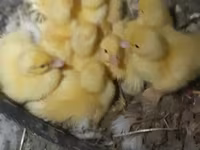Ducks — फ़ोटो 3