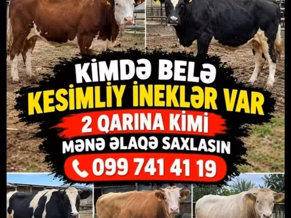 Kuh, Rinder