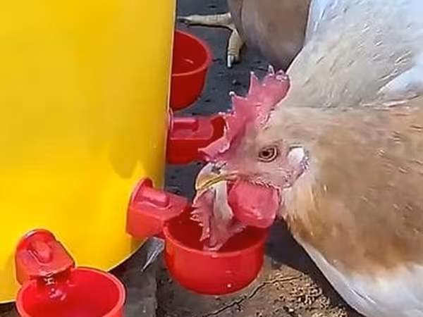 Quşlar üçün avtomatik su qabı və nipel içirici dəsti. Toyuq, cücə və