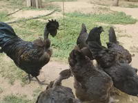 Chickens — 1-сурет