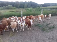 Бұқа, Simmental cattle — 2-сурет