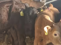 Rinder (Partie, Geschlecht nicht angegeben), Simmental cattle — Foto 6