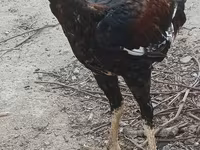 Chickens — 2-rasm