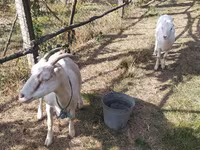 बकरी, LaMancha goats — फ़ोटो 2